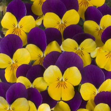 Viola corn. Colgante Gold Purple-Wing 